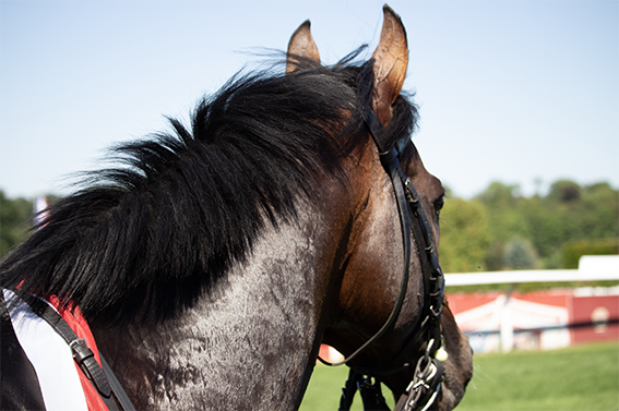 Bild von einem Pferd auf einer Rennstrecke