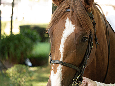 Bild von einem braunen Pferd