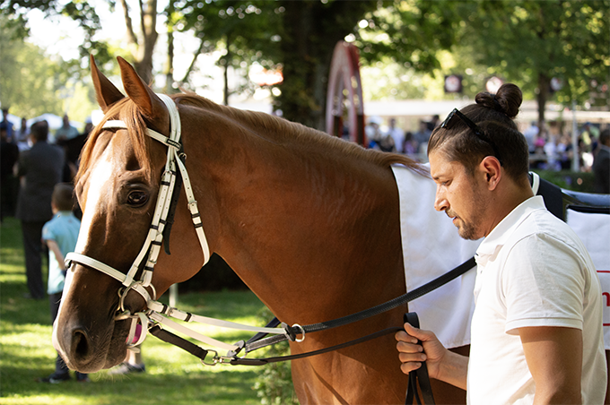 Bild von einem braunen Pferd wie es geführt wird 