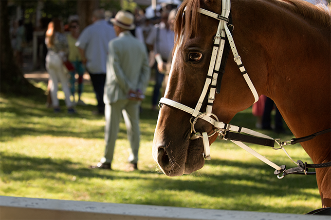 Bild von einem braunen Pferd mit weißen Geshirr